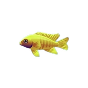 Cichlid 6